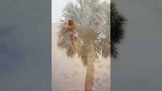 La Vie Creative Co 2025 Promo Video charleston newborn photographer and candid family photographer