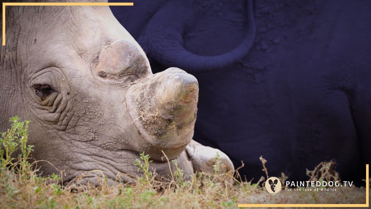 Great Grey Behemoths!