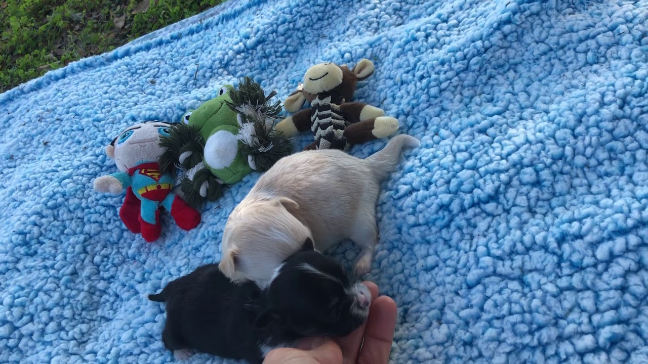 3 week old chihuahua puppies girls - YouTube