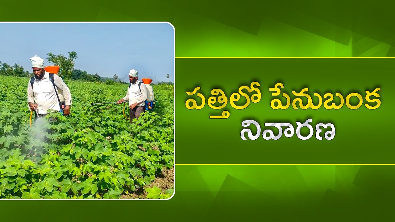 Cotton Pest Management in Telugu Cotton Cultivation Cotton