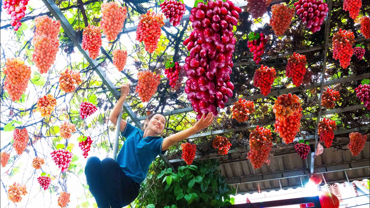 Ruby Grape Harvest Ruby Roman Grapes Go to the market sell - Make delicious pork ...