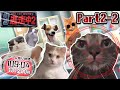 猫ミーム逃走中2:三貴子の新猫機《Part2》