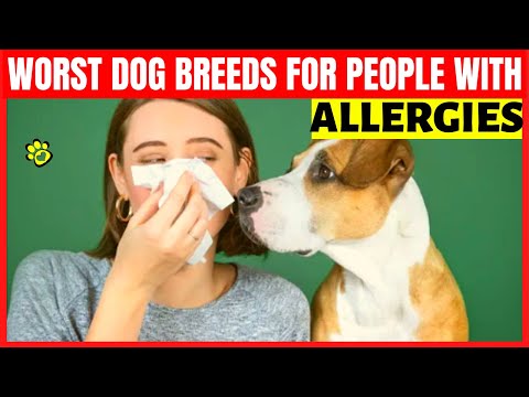 Videó: A legrosszabb kutyafajták az allergiás emberek számára