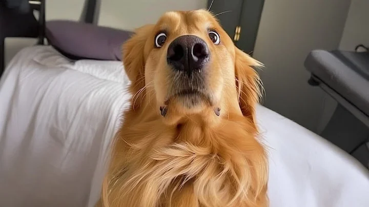 I Wanted a Dog, But God Gave Me a Comedian! 😂 Funny Golden Retriever Dogs Ever