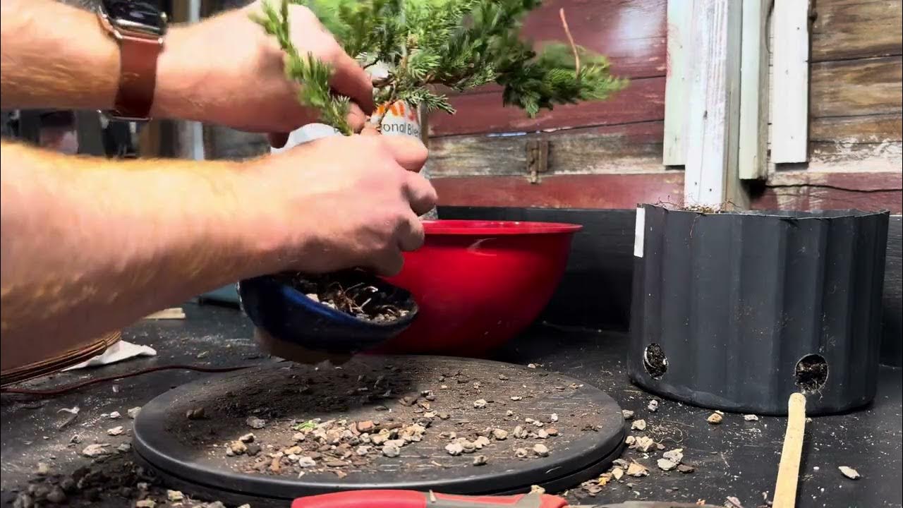 Juniper Bending Fail YouTube