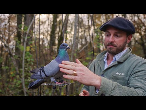 IN THE SILENCE OF A DOVE HUT Traditional Hunting In The Heart Of Périgord