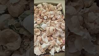 Making calcium powder from egg shells #chickenhealth