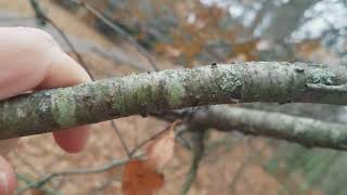 How To Identify Wild Cherry Trees In The Winter Youtube