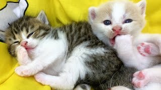 Cute kitten licks its paw and yawns like a baby