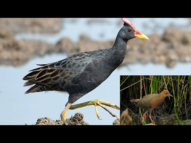 Download Suara Burung Peruk Sawah Id Lif Co Id