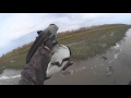 неожиданная охота на казарок. unexpected hunting geese