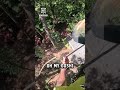 Tree surgeon lucky he didn't lose his fingers 😰🌳😳                   🎥: Instagram / that_muthercutter