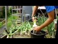 Harvesting Elephant Garlic 2016 "Marconi (Allotment) Horticultural Channel