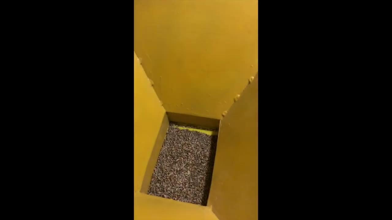 Рассеиватель для насоса зернового затора. Шапка зернового затора. Сусло затирание сусла. Плесень кодзи. Рисовая брага на кодзи.