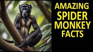 Spider Monkeys | Acrobats of the Canopies