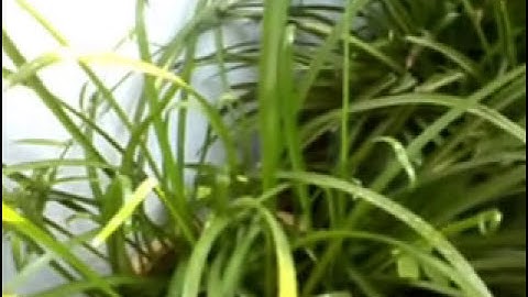 ngải cầu tài- cay goi khach - ngai nang mon