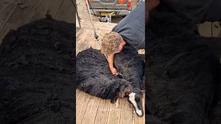 Why Sheep Must Be Shaved on Time 🐑✂️ #shorts