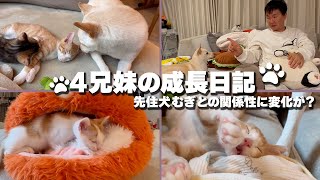 【成長日記】猫ちゃん4匹に“家族感”出てきた!?先住犬むぎとの関係に癒される
