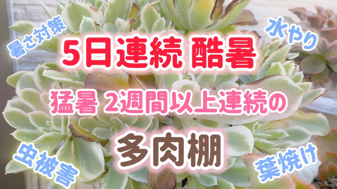 多肉植物｜酷暑 40度｜猛暑35度以上が終わらない多肉事情｜💝音量注意