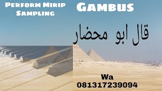 Gambus - Galbu Muhdor ( Pa50)