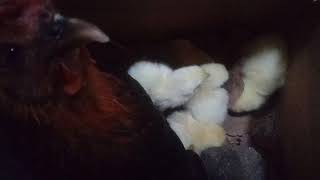 Most Successful Hen-Hatch