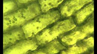 Chloroplasts moving by cytoplasmic streaming in the cells of the aquatic plant Elodea