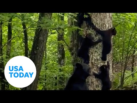 Mama bear in North Carolina spotted giving cubs tree-climbing lessons | USA TODAY
