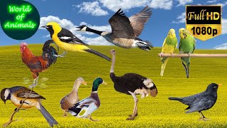 cute animals - singing birds - tanager, tit, Swahili sparrow, thrush, ostrich, goose - bird sounds