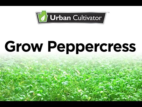 How to Grow Peppercress Indoors | Urban Cultivator