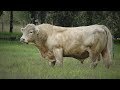 Raza de Ganado Charolais Parte 1 Cap.203