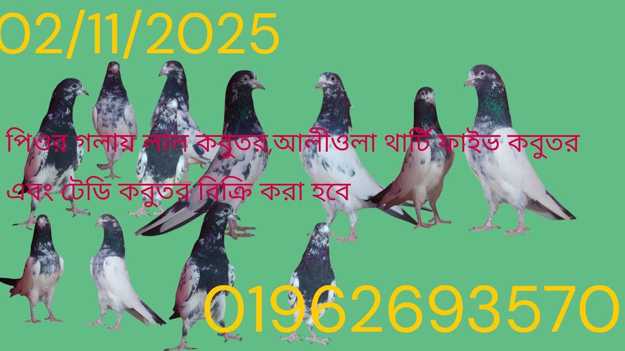 পিওর গলায় লাল কবুতর,আলীওলা থার্টি ফাইভ কবুতর এবং টেডি কবুতর বিক্রি করা হবে।02/11/2025