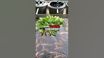 Thumbnail of Manfaat daun singkong untuk ikan nila #budidayaikannila #shorts