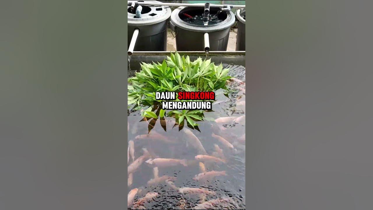 Manfaat daun singkong untuk ikan nila #budidayaikannila #shorts
