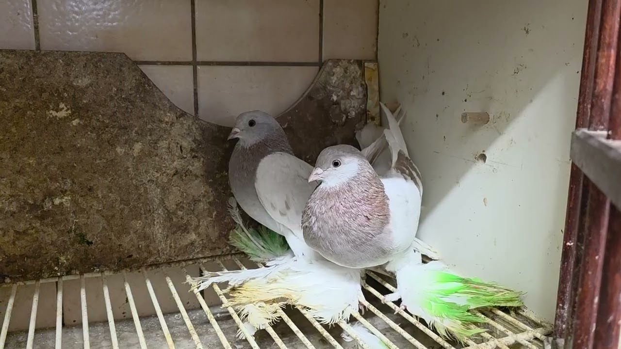 Мои племеные на 2026г. 