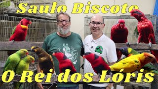 SAULO BISCOTO O MAIOR CRIADOR DE LÓRIS DO BRASIL!!!