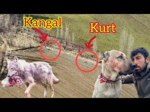 KANGAL VS KURT ~TEKE TEK KARŞILAŞTILAR ~DAHA ÖNCE BÖYLE BİR VİDEO ÇEKİLMEDİ (KANGAL ATTACK )