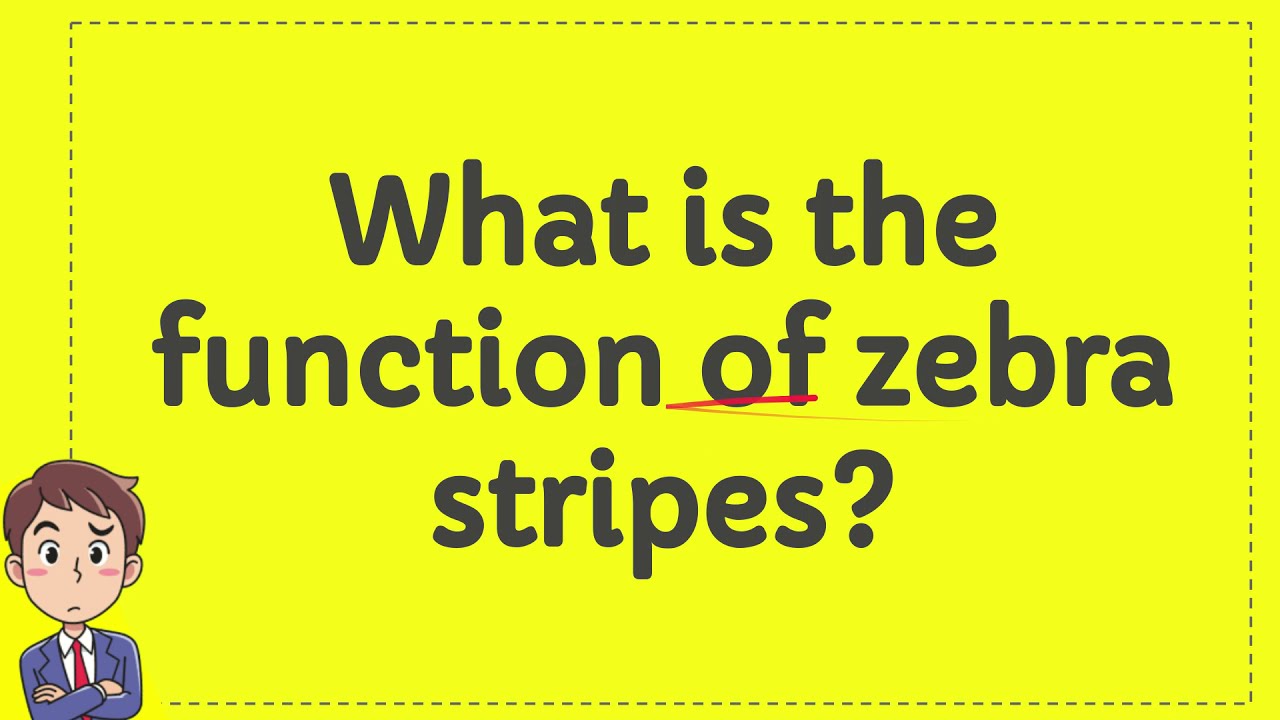What is the function of zebra stripes? YouTube
