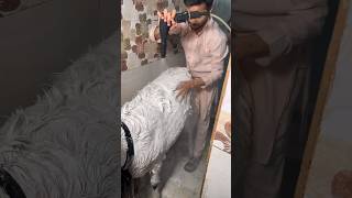 Pressure Machine Se Badal Ki Service 😎🐐💦 #jamamasjidbakramandi #goat #bakramandi #pets #bakra