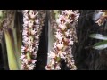 Dypsis baronii in flower in New Zealand