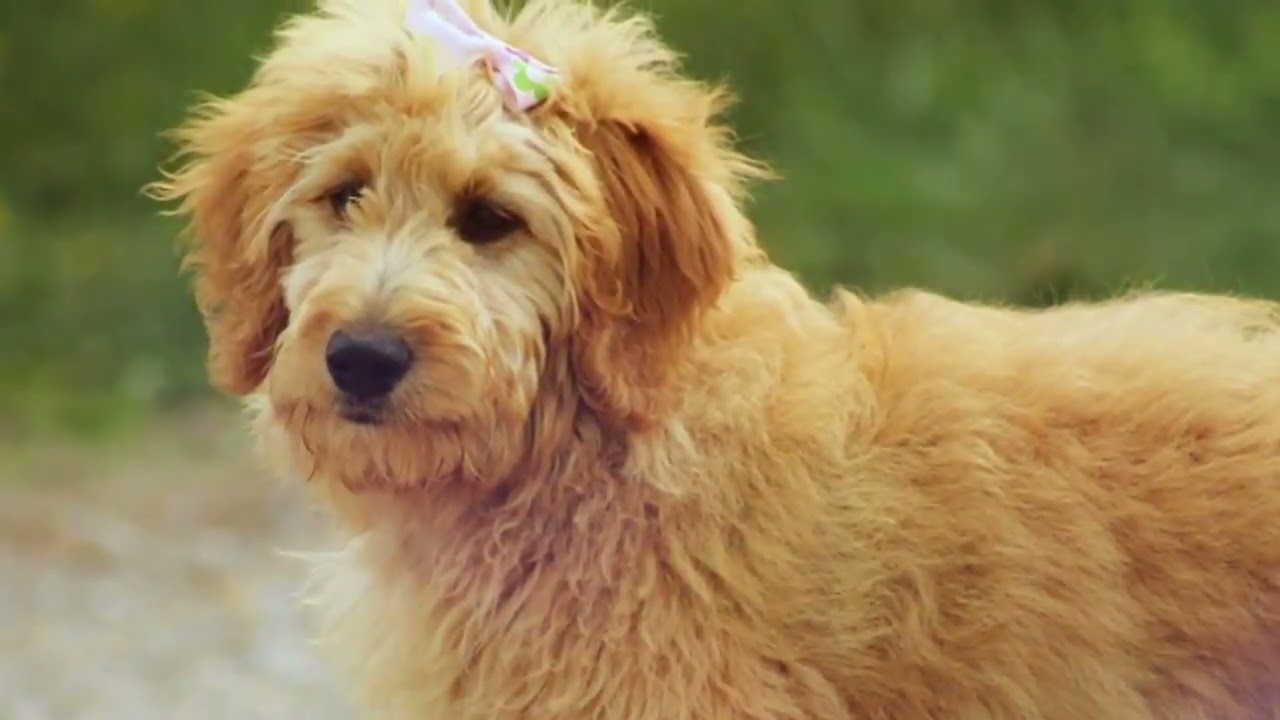 The origin of the goldendoodle.