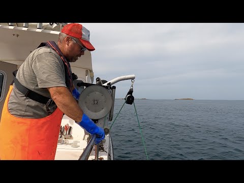 Bait Collection, Longline, Potting
