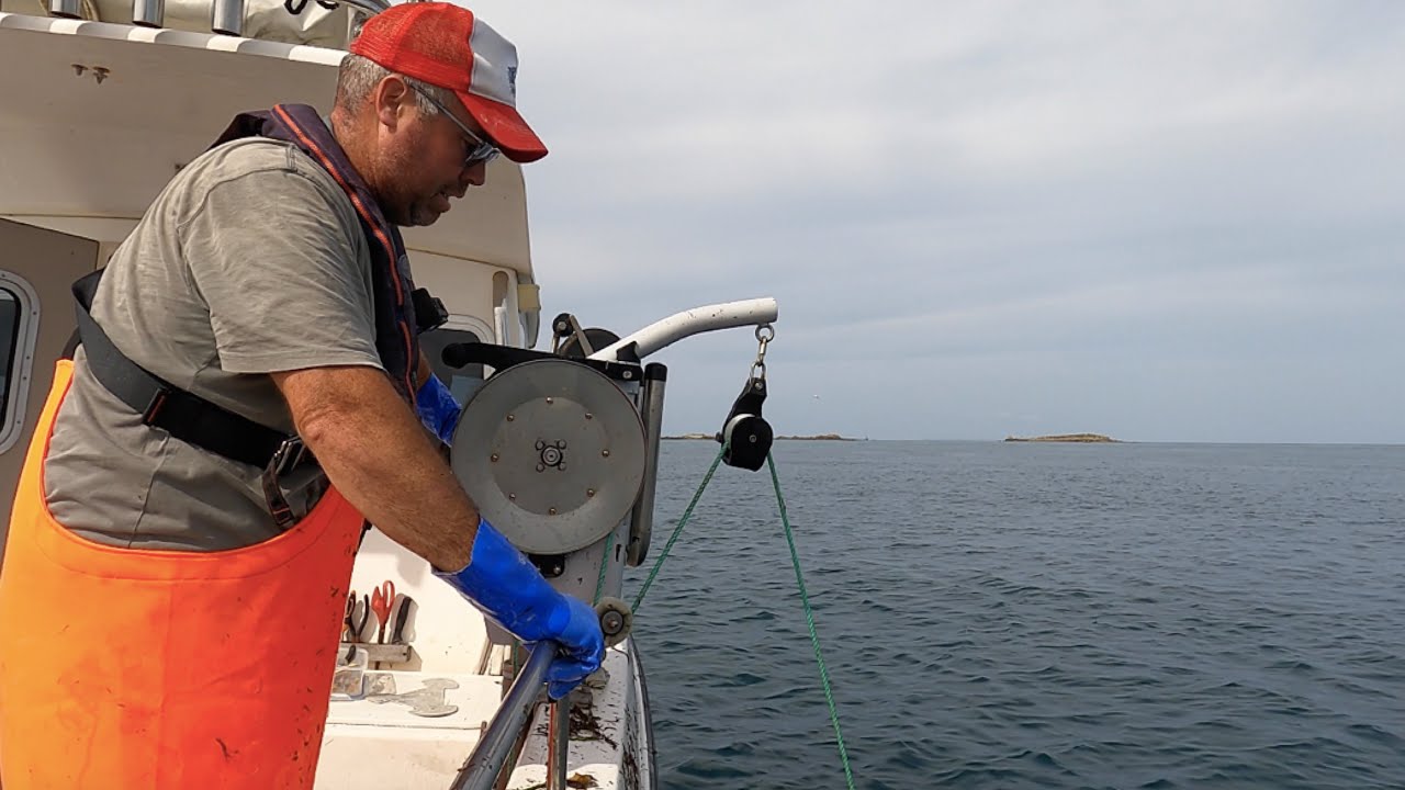 Bait Collection, Longline, Potting