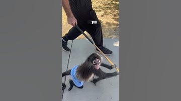 🙉 Monkey Caddie Goes Rouge!! #shorts #short #monkey #golf #fyp #fypシ゚viral #practice #happy #furry