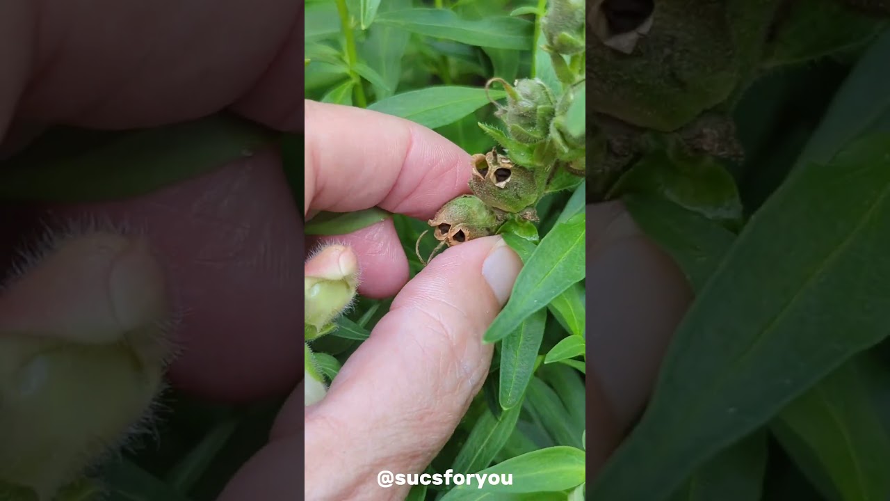 Have you ever noticed Snapdragon flowers seed pods look like WITCH SKULLS? 🙌🏽💀💀