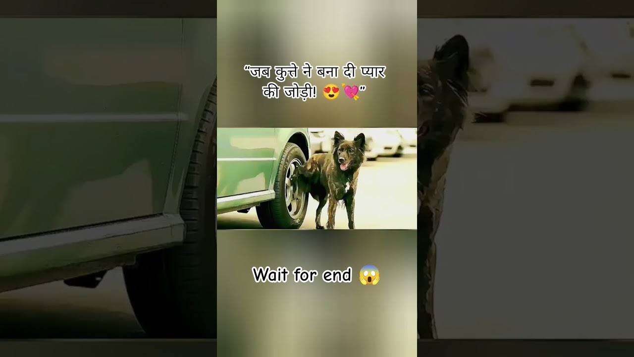 🥰 “जब कुत्ते ने बना दी प्यार की जोड़ी! ” 