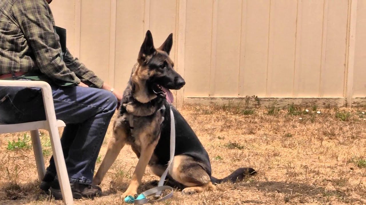 santas CHLOE Big Dogs in Barn Exercise Yard - ADOPTED