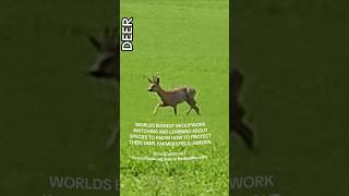 WORLDS BIGGEST GROUPWORK | Animals | Fields Southern Sweden –Episode 12 | Running Deer