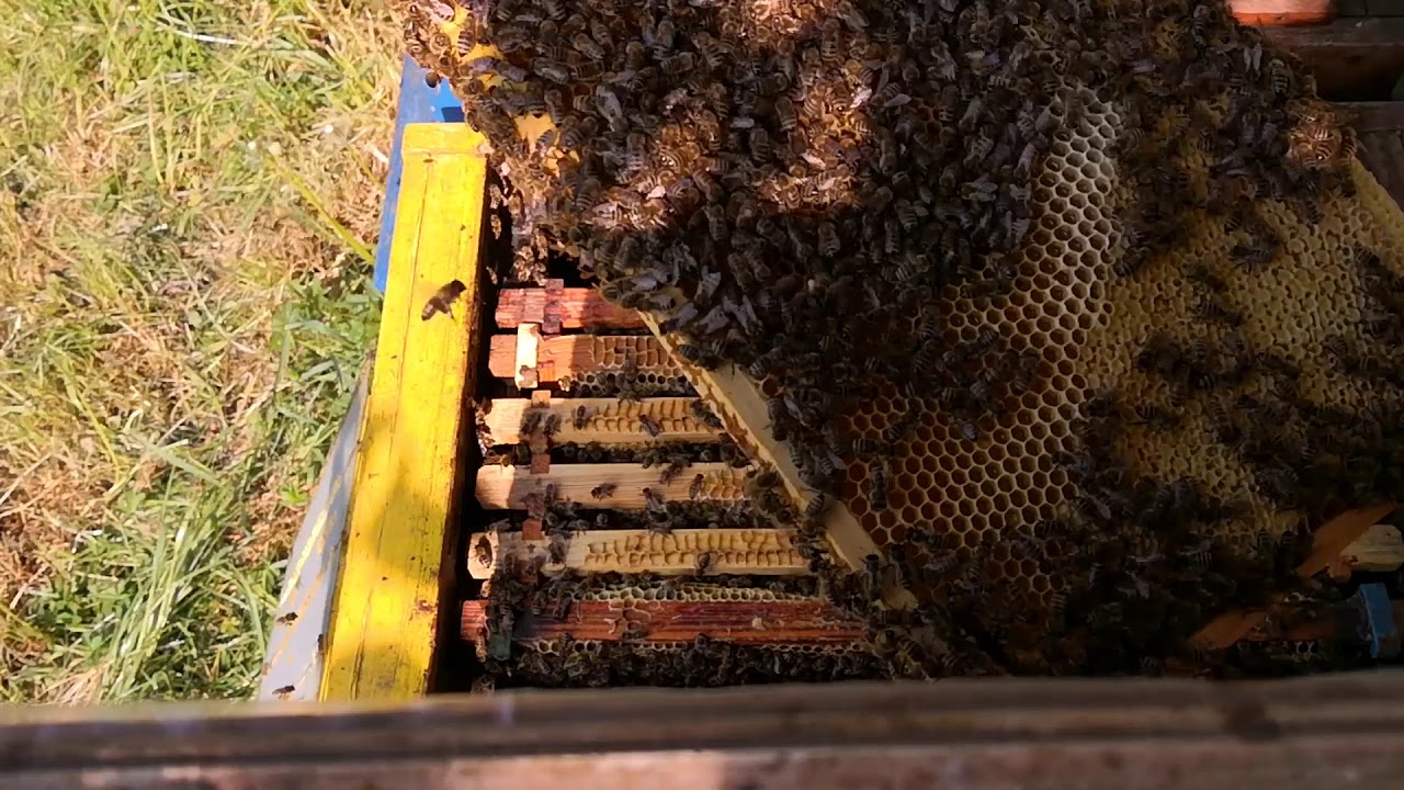 Ana Arısı Olmayan Kovan!! Şimdi Ne Olacak ?