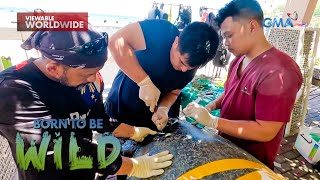 Pawikan na nanghihina at may biyak sa likuran, ni-rescue! | Born to be Wild