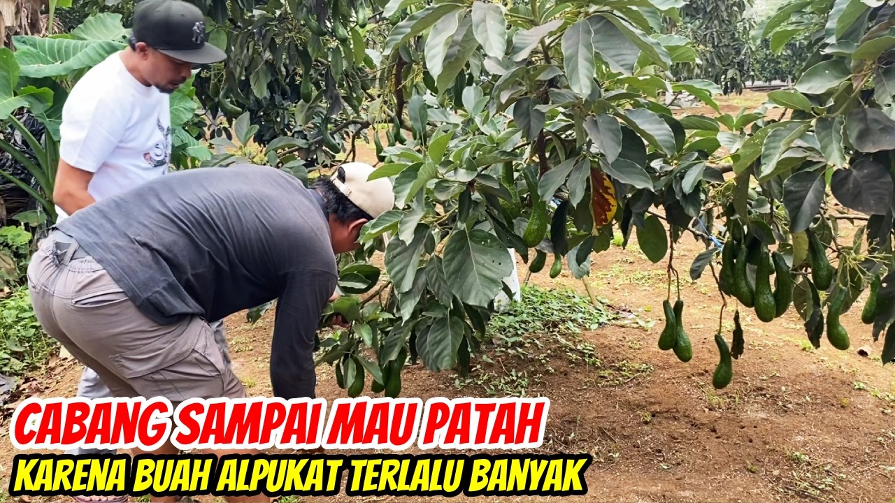 Ngeri! Cabangnya Sampai Melengkung Gara-Gara Buah Sebanyak Ini!